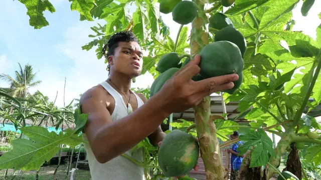 Jovem examinando mamão na fazenda Fatoaga Fiafia