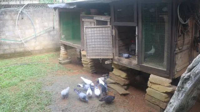 පරවි කූඩු