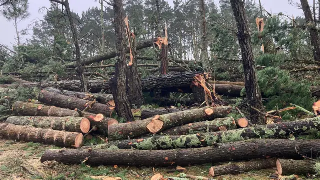 Un montón de árboles talados.