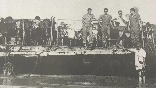 ગીર ગાયોને હોડીઓ મારફત પરાના પહોંચાડવામાં આવી હતી