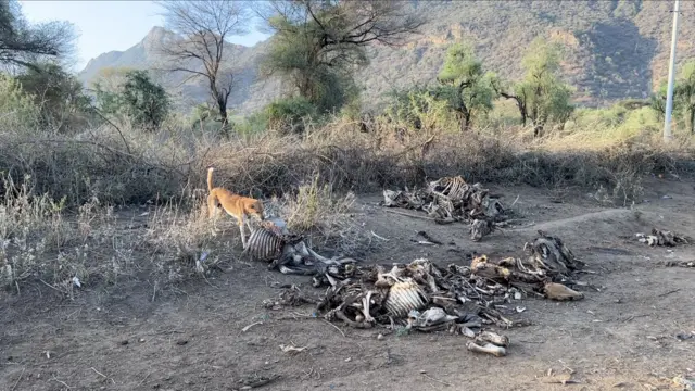 Loonshee amma foon saree