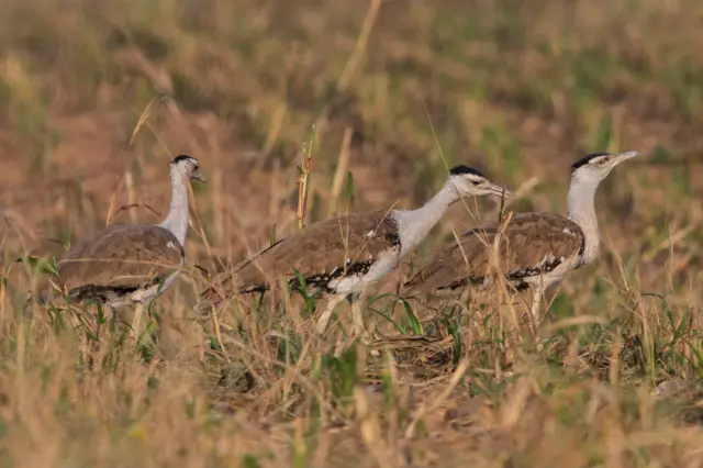 કચ્છ, વન, જંગલ, પર્યાવરણ, રાજસ્થાન, ગુજરાત, કચ્છમાં ઘોરાડના બચ્ચાનો જન્મ, ખડમોર, ઘોરાડ, બીબીસી ગુજરાતી