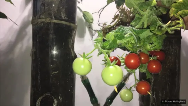 কাঁচা টমেটো খাওয়া স্বাস্থ্যের জন্য ক্ষতিকর হতে পারে বলে বিশেষজ্ঞরা বলছেন