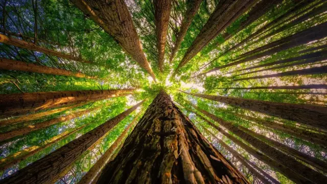 قدیم درختوں کی کلوننگ