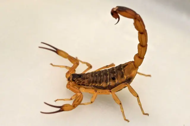 કચ્છ, ગુજરાત, વીંછીના ફાયદા, વીંછીના ખેતીને ફાયદા, જંતુનાશક, બીબીસી ગુજરાતી, ગુજરાતમાં ખેતી