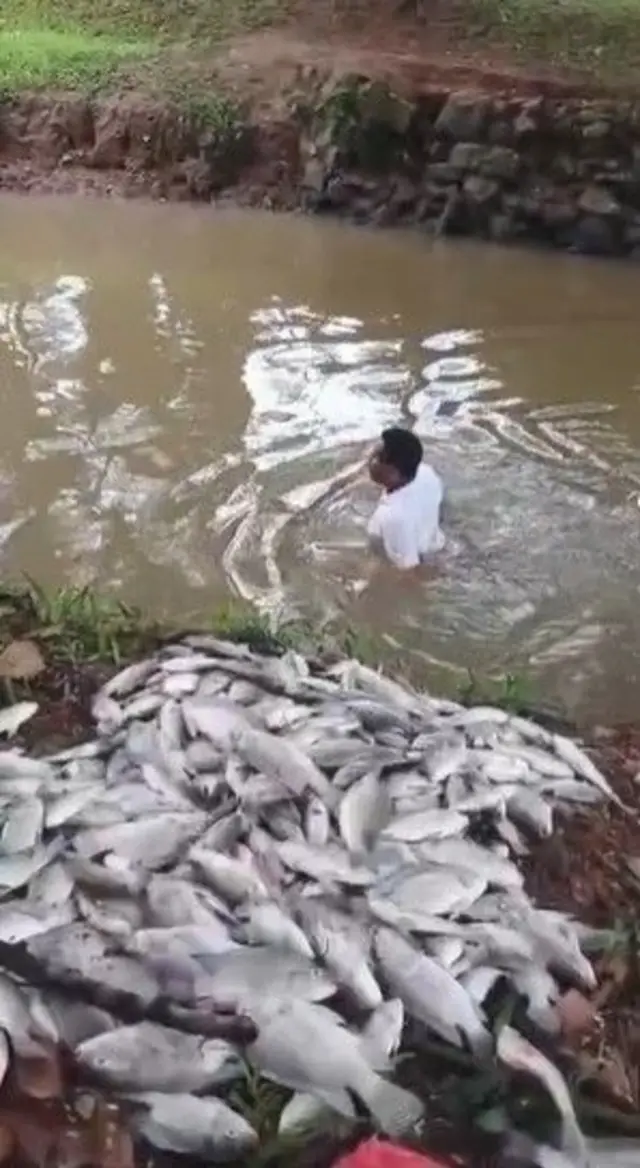 Warga mengambil ikan-ikan sungai yang mati karena diduga terpapar bahan kimia berbahaya pestisida di kali Jaletreng, Tangerang Selatan, pada Senin (09/02/2026). 