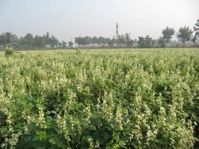 ઊધિયું, પાપડી કતારગામ પાપડી સુરત બીબીસી ગુજરાતી ખેતી ખેતર ખેડૂત પાક પાણી વરસાદ ખેડ ટ્રૅક્ટર, જમીન નવસારી કૃષિ યુનિવર્સિટી ગુજરાત ન્યૂઝ સમાચાર