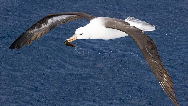 እትበርር ኣልባጥሮስ