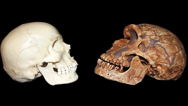 Les Néandertaliens (à droite) avaient des visages saillants, des fronts bas avec des arcades sourcilières prononcées, des pommettes larges et des mentons faibles par rapport à l'Homo sapiens.