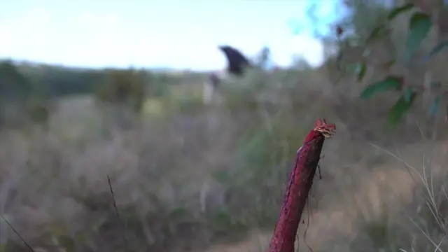 Un poteau rouge se détache au premier plan, tandis que l'arrière-plan, composé de buissons épais, est flou.