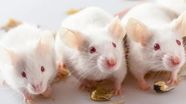 كيف يؤثر الهواء الملوث على صحة أمعائك؟