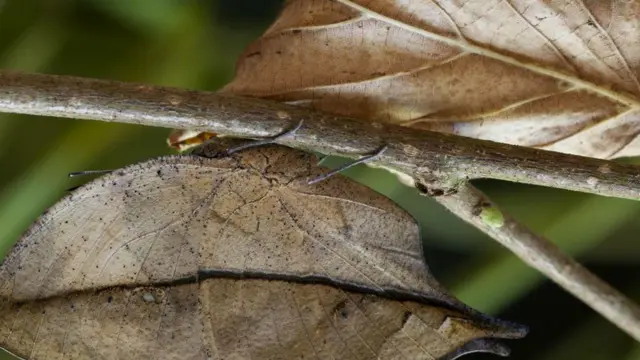 А вот это уже посложнее, если не подходить близко