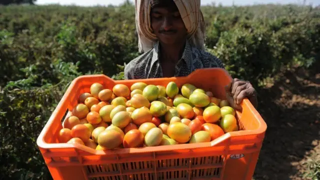 પાકિસ્તાનમાં ટામેટા ઉગાવનારો ખેડૂત