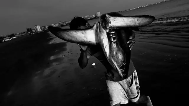 షార్క్ చేపలు, చేపల వేట, తమిళనాడు, మత్స్యకారులు, షార్క్ రెక్కల అక్రమ రవాణా