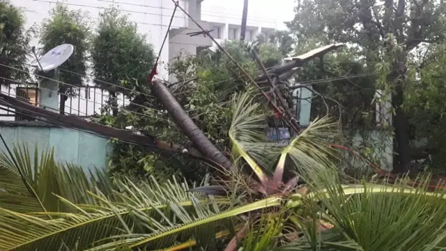 गिरा हुआ पेड़