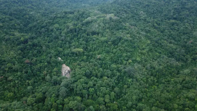 นกเงือก