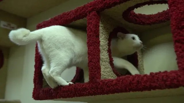 Paka huyo ni miongoni mwa paka wanaofugwa kukabiliana na panya katika makumbusho ya Hermitage mjini St Petersburg