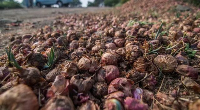 အိန္ဒိယ၊ ကြက်သွန်