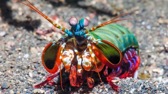 روبيان من نوع "روبيان السرعوف الطاووس"