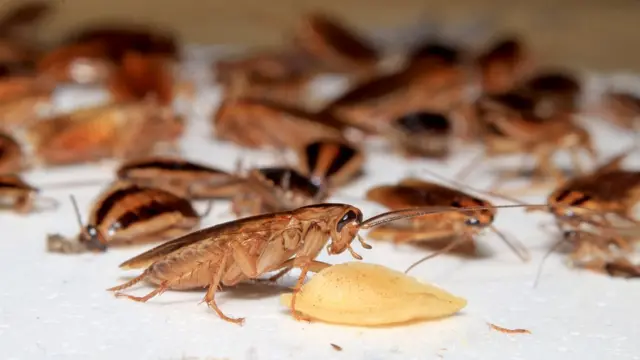 Таргани дуже товариські