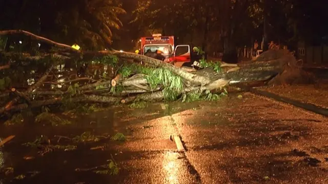 வீழ்ந்துள்ள மரங்கள்