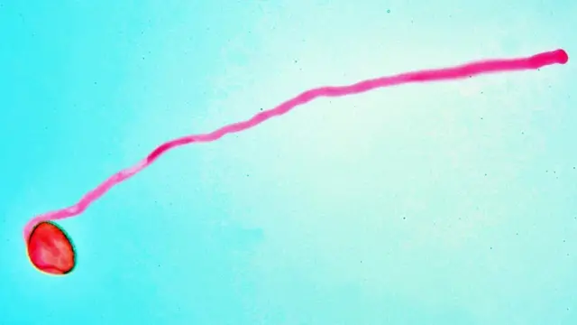 Jedna jedina ćelija iz zrna polena izrasta u cev da bi isporučila genetski materijal do plodnika biljke, ali visoke temperature dovode do razlaganja proteina