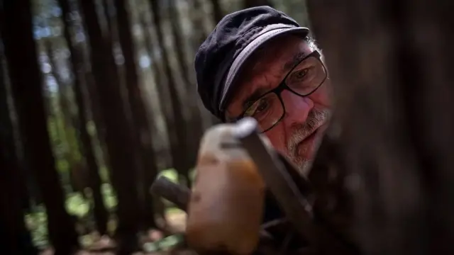 Sekitar 95% ekstraksi getah pinus Spanyol ada di Castilla y León