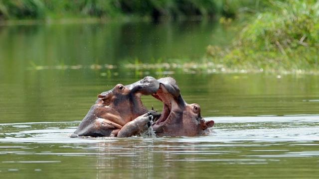 Hipopótamos no parque temático na fazenda Nápoles