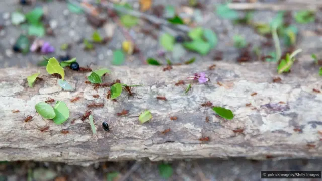 எறும்பு