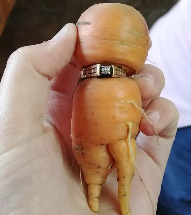 El anillo insertado en la zanahoria encontrada en Alberta, Canadá