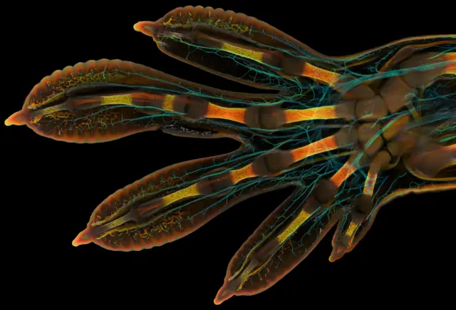 Image of a gecko's embryonic hand glowing with the blood vessels and bones visible