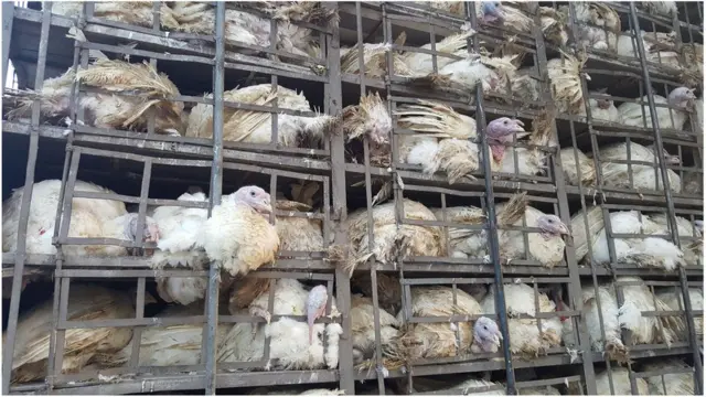 মুরগির পরিবহন।