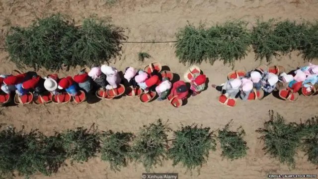 रेड डायमंड