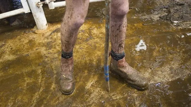 पशु मेला