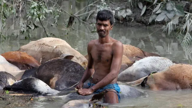 বাগেরহাটের তাফুল গ্রামে সিডরে নিহত গবাদিপশু।