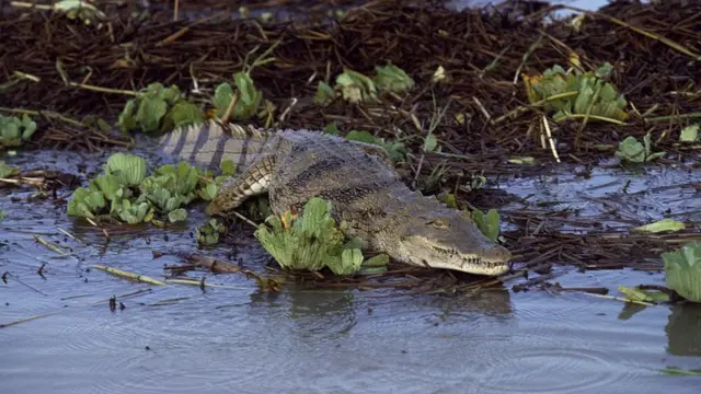 Un crocodile sur les rives du lac Baringo.