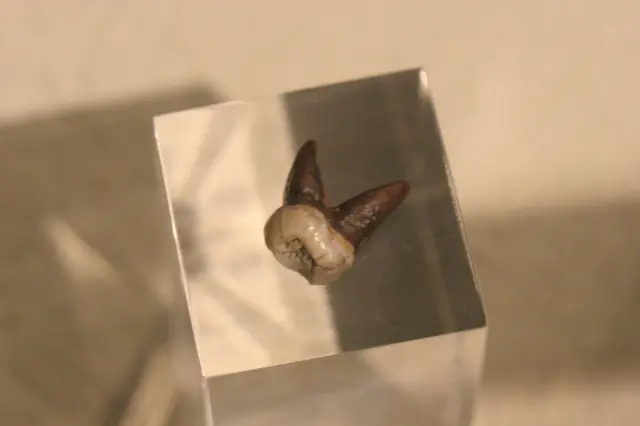 Gigi Homo erectus dari koleksi Dubois