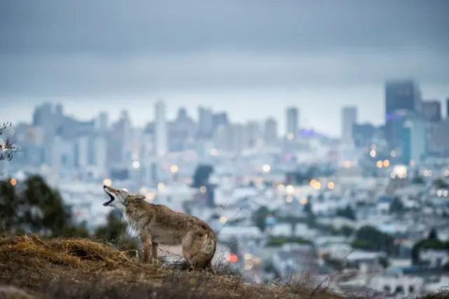 Coiotes vagam por San Francisco, Califórnia