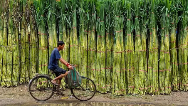 ਗੰਨੇ