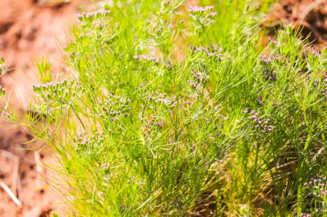 બીબીસી ગુજરાતી જીરું