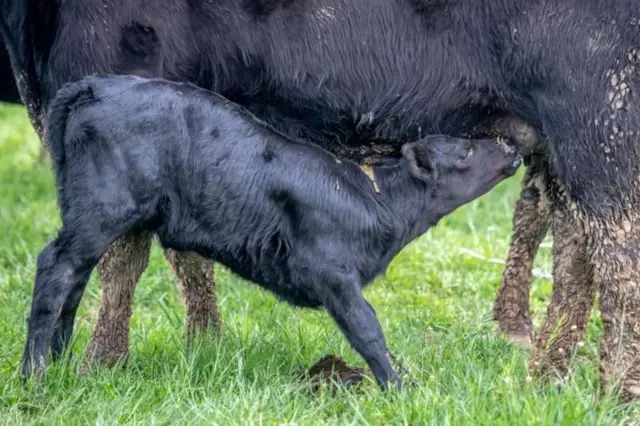 'ब्लड मील' कशाला म्हणतात? 