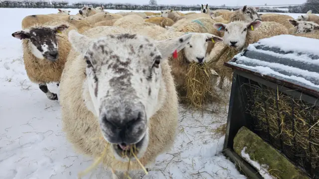 Un grupo de ovejas come heno en un campo nevado. Las ovejas tienen caras moteadas de blanco y negro y cuerpos blancos.