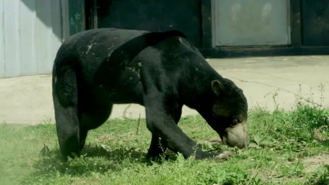 '꼬마'가 고개를 숙여 풀 냄새를 맡고 있다