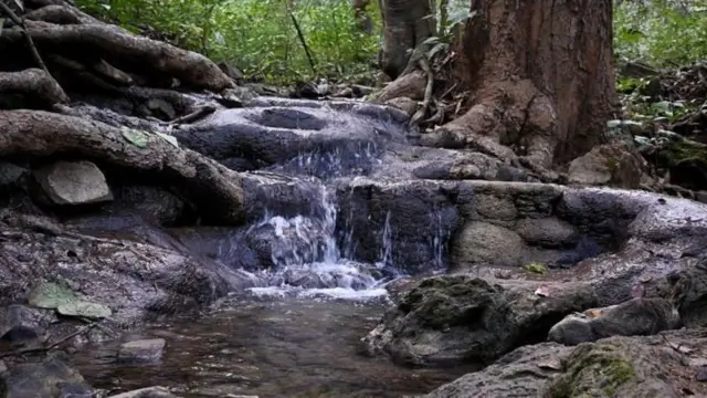 જંગલ, આદિવાસીઓ, તેલંગાણા, બીબીસી ગુજરાતી