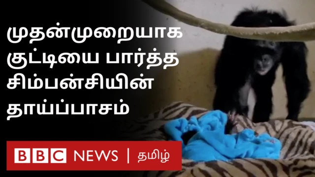 சிம்பன்சியின் தாய்ப்பாசம்
