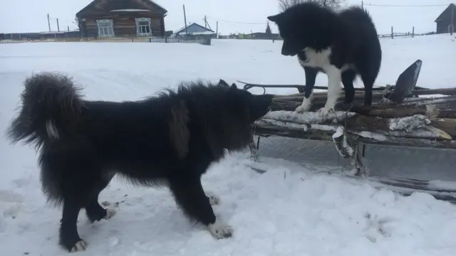 Ванзеватские собаки