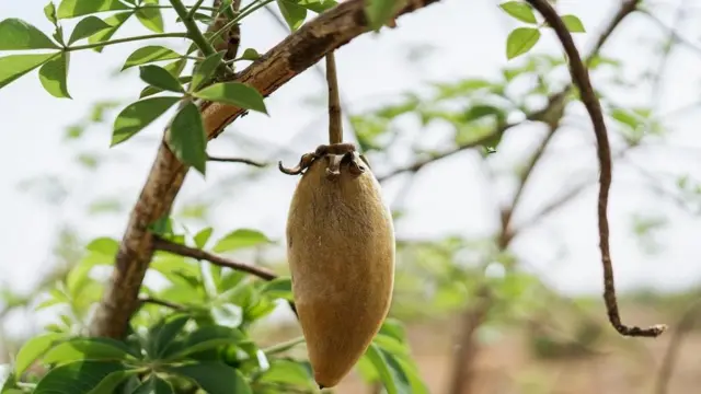 تترك ثمار أشجار التبلدي في الشمس لشهور حتى تصبح جاهزة للحصاد، ويتحول لونها من الأخضر إلى البني