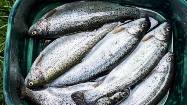 Только что выловленные форели в пластиковом ведре