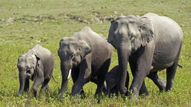 ゾウ18頭の死体見つかる、落雷が原因か インド・アッサム州 - BBCニュース