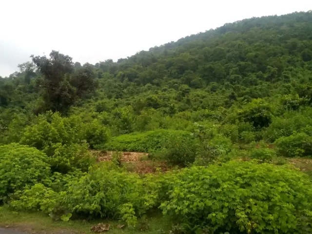 हाथी, झारखंड